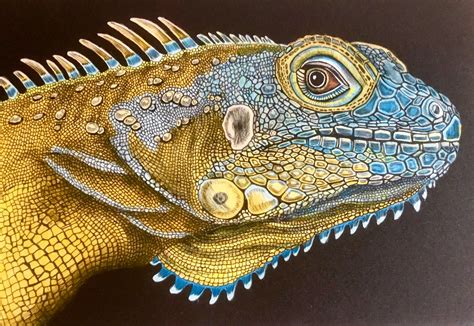 Iguana 1 (page 19) by Jeff M. | Animal drawings, Animals, Animal art