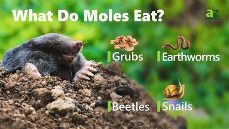 mole