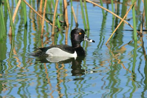 Restoring Native Wetlands and Wildlife at the EcOhio Farm - Cincinnati ...