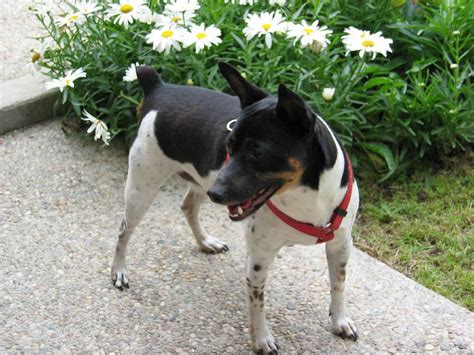 Several Rat Terrier rescue groups use foster properties to produce positive each and every Rat ...