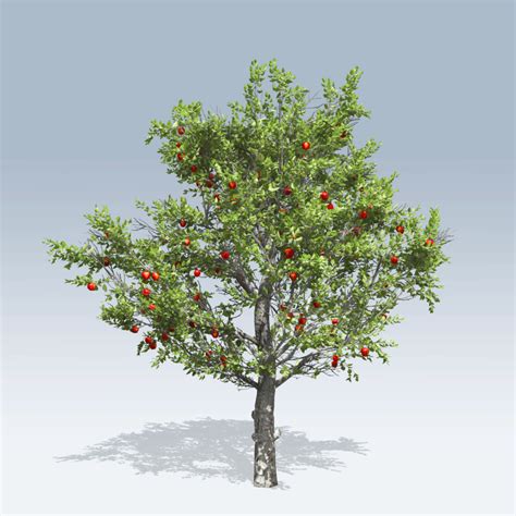 Red Delicious Apple (v6) - SpeedTree