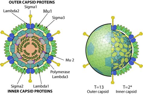 Orthoreovirus ~ ViralZone