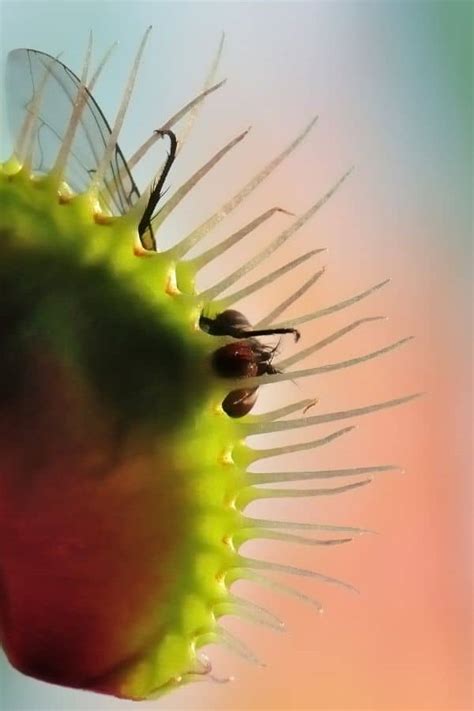 How to Make a DIY Venus Flytrap Terrarium (Will it Work?) - Terrarium Tribe