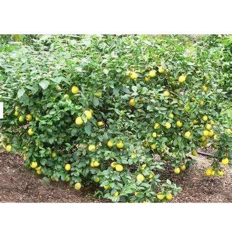 Lemon Plant at Rs 25/number | New Sadashiv Peth | Pune | ID: 12380700355