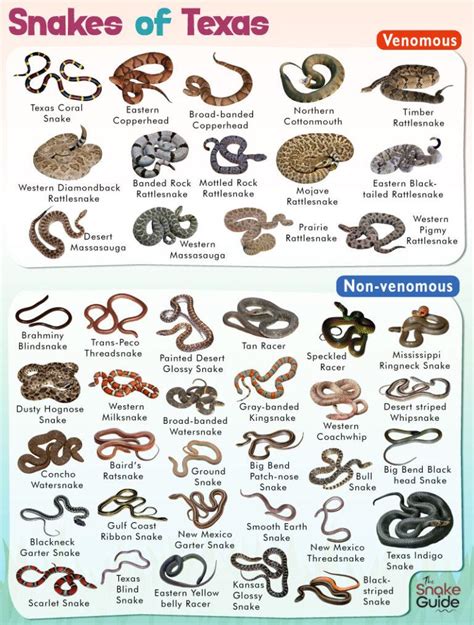 List of Common Venomous and Non-venomous Snakes in Texas with Pictures