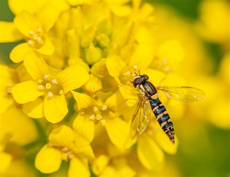 A Complete Review on How To get Rid Of Hoverflies Inside and Outside Your Home - Mystargarden