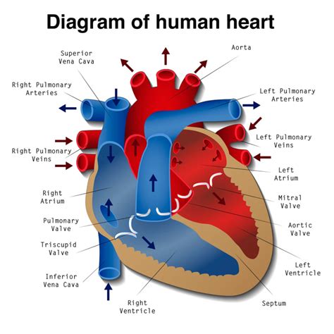 Diagram of Human Heart for Adults | Human heart diagram, Human heart, Heart diagram