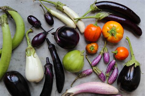 Eggplants Have a Weird, Dysfunctional Family. Come Meet Them.