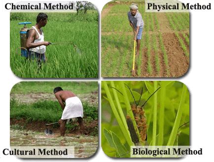 Weeds and Methods of Weeds Control in Pastures