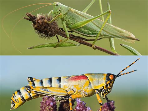 What’s the Difference Between a Grasshopper and a Cricket? | Britannica