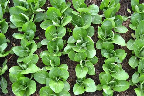 How to grow baby bok choy (pak choi) – Sara's Kitchen Garden