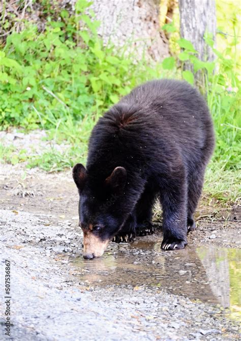 Bear Drinking Water Stock Photo | Adobe Stock