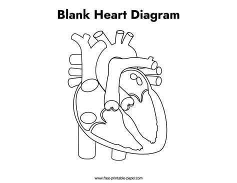 Blank Heart Diagram – Free-printable-paper.com