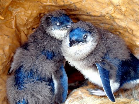 Blue Penguin – "OCEAN TREASURES" Memorial Library