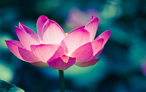 The Secret Meaning of the Lotus Flower