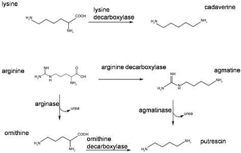 Selected aliphatic biogenic amines and their precursors. | Download ...