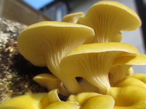 How To Grow Oyster Mushrooms: The Ultimate Step By Step Guide - GroCycle