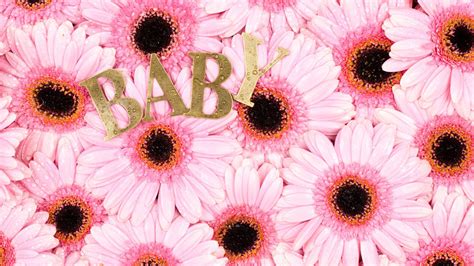 Download Baby Pink Daisy Flowers Wallpaper | Wallpapers.com