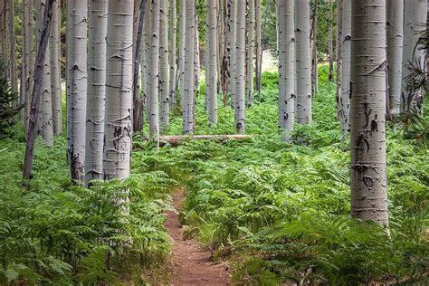 30 Incredible Flagstaff Hikes | Hiking, Flagstaff, Flagstaff az