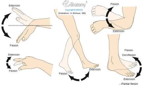 Flexion / Extension - Plantar flexion / Dorsiflexion (Human anatomy : Movements) : Diagram ...