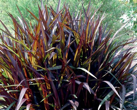 Princess Purple Fountain Grass : Purple fountain grass, african ...