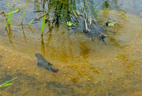 Oreochromis mossambicus - Мозамбикска тилапия | Българска аквариумна енциклопедия