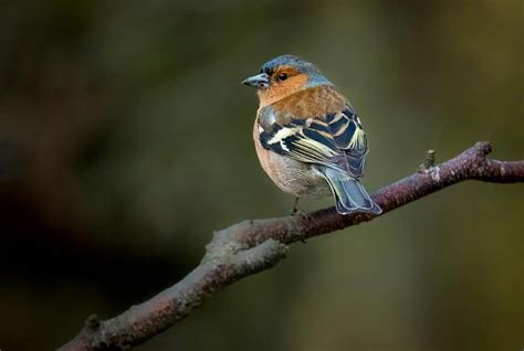 How Galapagos Finches Have Evolved Different Shaped Beaks? - Save The ...