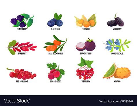 Set fresh juicy berries with names tasty ripe Vector Image