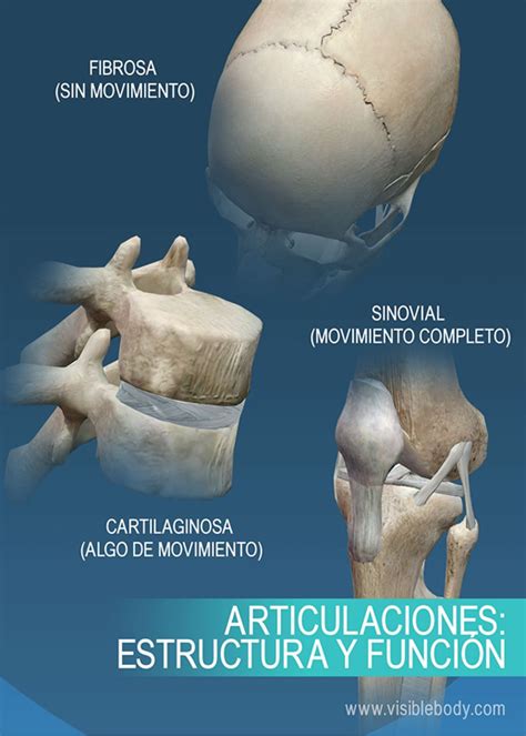 CIENCIAS INTERACTIVAS: LAS ARTICULACIONES