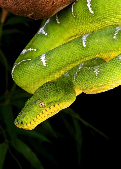 46 Emerald Tree Boa Facts: Both Species Guide (Jewel of the Amazon) | Everywhere Wild