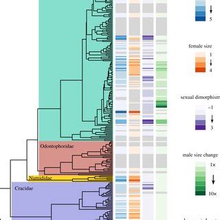 (PDF) Bare parts in the Galliformes: the evolution of a multifunctional structure