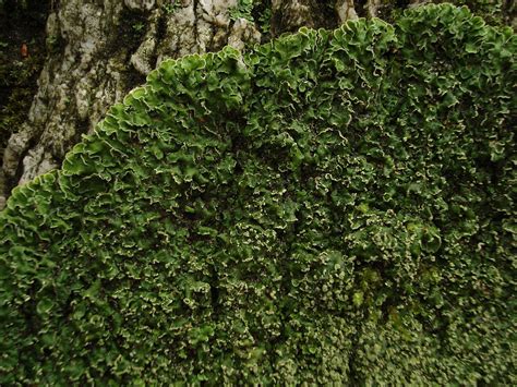 Learn about Nature | Foliose Lichen - Learn about Nature