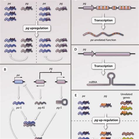 Types of pseudogenes. (A) Nonprocessed pseudogenes derive from gene... | Download Scientific Diagram