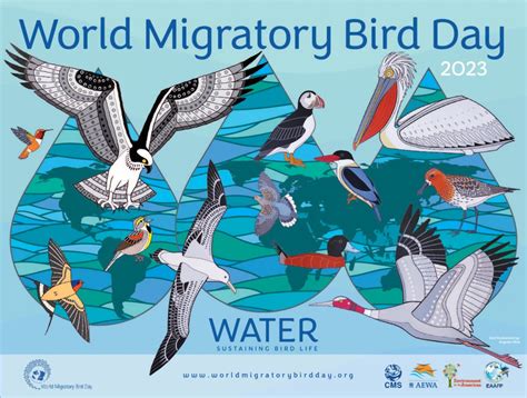 World Migratory Bird Day 2023 Global Campaign Poster Unveiled | World Migratory Bird Day