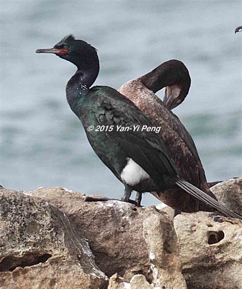 Pelagic-Cormorant-Breeding-Adult_2745 | 3/11/2015 Sonoma Coa… | Flickr