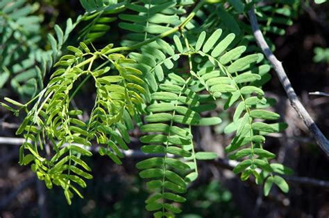 Factsheet - Prosopis juliflora (Prosopis or Mesquite)