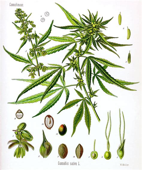 Marijuana dictionary - Alchimia blog