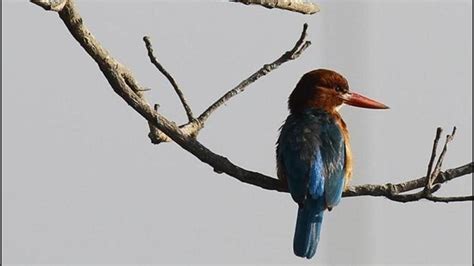 49 migratory birds species spotted at Chandigarh’s Sukhna Lake during ...