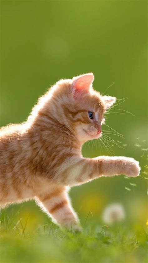 Cat, Kitten, Cute, Tabby Cat Full HD iPhone Wallpaper