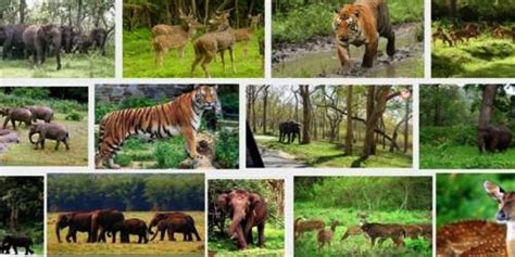 Wildlife Conservation in India - QS Study