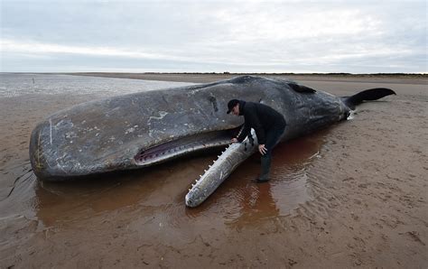 Sperm whale found dead after swallowing plastic bags