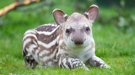 New baby Tapir joy at Dublin Zoo