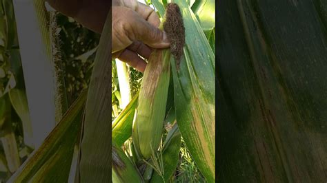 This is the result of spraying foliar fertilizer of my corn. - YouTube