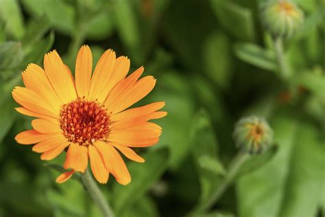 Calendula: how to grow & use - Plantura