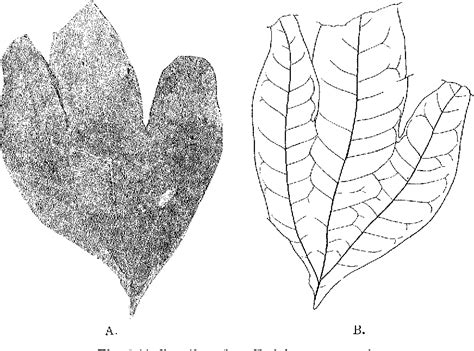 Figure 1 from Notes on Some Neogene Plants from the Island of Heigun, Yamaguti Pref., with ...