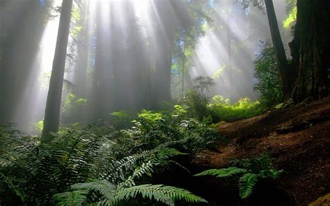 Serene Forest Ferns: HD Wallpaper with Sunbeams and Fog