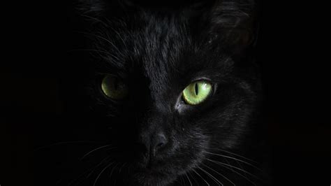 1366x768 Black Cat Green Eyes Laptop HD ,HD 4k Wallpapers,Images,Backgrounds,Photos and Pictures