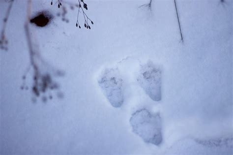 Rabbit's footprints in powder snow. Dry plants around. Bunny's footprints in white snow. Rabbit ...