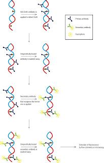 BioFreaks Biochemistry Blog (v.Beta): GGS LIVE - How to measure DNA synthesis in vivo?