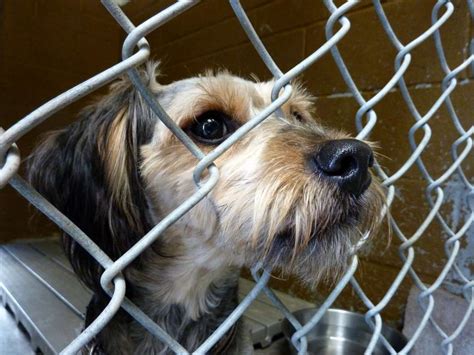 Intersection: Lake County’s Push For No-Kill Animal Shelter - Central Florida News ...